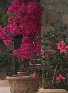 A garden outside Villa Ludoniccò