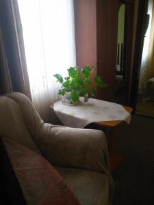 a plant sitting on a table next to a couch at Коттедж у Михайла  in Slavske
