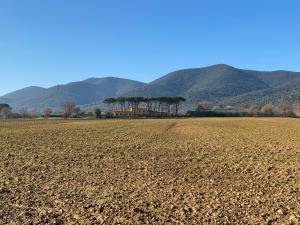 a row of trees in a field with mountains in the background at Borgo Bernabei in Buriano