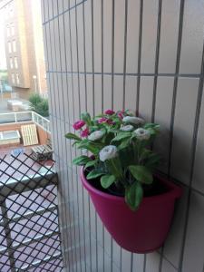 a plant in a red pot on a wall at Secondlove in Porto