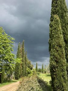 un grupo de árboles en un camino de tierra en Podere Campovecchio en Rapale