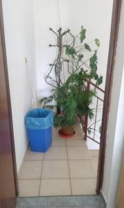 two potted plants sitting on a tile floor in a room at Ivan in Starigrad-Paklenica