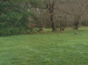 eine Gruppe Hirsche auf einem Feld mit Bäumen in der Unterkunft Domaine verte vallée in Lignan-de-Bordeaux