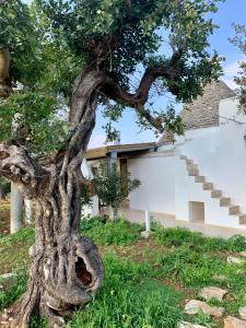 a tree in front of a house at Trullo Labellavita in Putignano