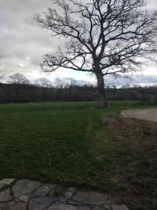 a tree in the middle of a grass field at Coed Canol Farm in Abergavenny