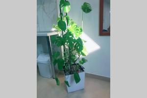 a plant in a white pot next to a wall at Apartman Santorini in Novi Sad