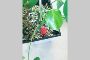 a small red frog sitting in a plant pot at Apartman Santorini in Novi Sad