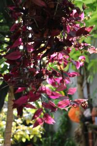 Ein paar rosa Blumen hängen von einem Baum in der Unterkunft Green CoCo HomeStay in Hoi An