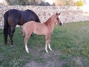 マルターノにあるMasseria Sucéaの黒馬の横に立つ茶色馬