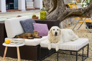 a dog laying on a chair next to a cat at Villa Annetta in Poggi
