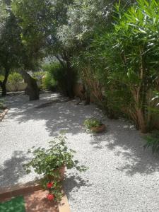 a garden with potted plants and trees on the ground at B&B I Mari in Torpè