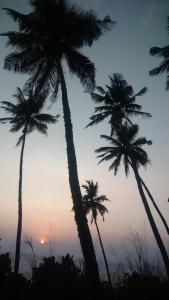 a group of palm trees with the sunset in the background at pemuyan mirissa70 in Mirissa