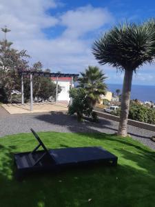 un banc dans l'herbe avec un palmier dans l'établissement Apartamento Montebreña, à Breña Baja