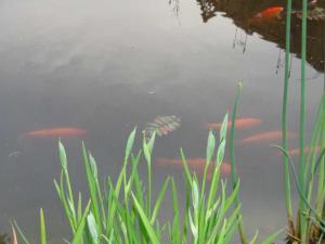 un groupe de poissons koï nageant dans un étang dans l'établissement Ferienwohnung Tammen, 75056, à Westoverledingen