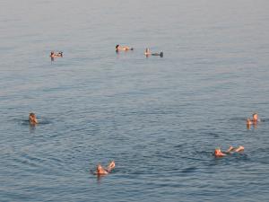 a group of people swimming in the water at NEVE ZOHAR DEAD SEA in Neve Zohar
