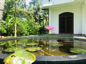 Aed väljaspool majutusasutust Villa Sureka