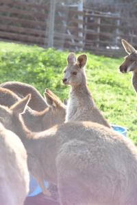 Animale la sau în apropiere de acest parc de vacanță