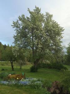 Garður fyrir utan Bränntorps Gård
