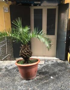 Una pianta in un vaso davanti a una porta di GRAPHITE HOUSE a Napoli
