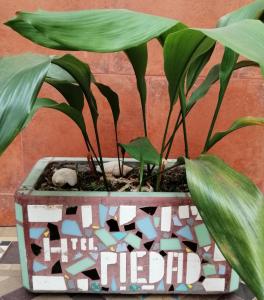 uma planta num pote sobre uma mesa em Hotel La Piedad em Buenos Aires