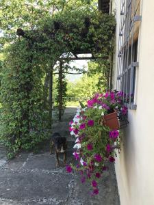 Zahrada ubytování Il Pezzatino