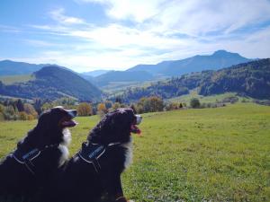 Príroda v okolí penziónu
