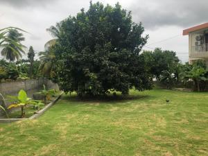 un albero nel cortile di una casa di Tisi Jaune a Sainte-Anne