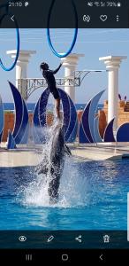a person standing on top of a dolphin in the water at Granada City Alanya Luxury Appartment 800м от пляжа Клеопатра in Alanya