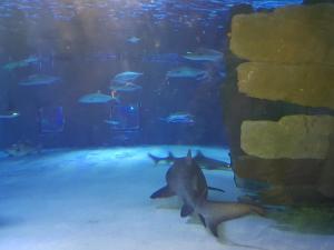 a group of sharks swimming in an aquarium at Granada City Alanya Luxury Appartment 800м от пляжа Клеопатра in Alanya