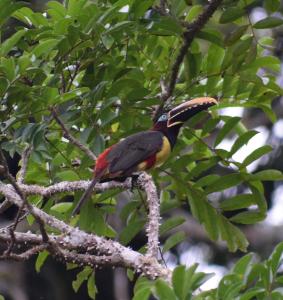a colorful bird perched on a tree branch at Lodge Jungle Wolf Expeditions in Yucuruche