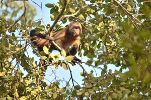 a monkey sitting in the branches of a tree at Lodge Jungle Wolf Expeditions in Yucuruche