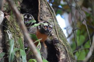 two squirrel monkeys in a tree at Lodge Jungle Wolf Expeditions in Yucuruche