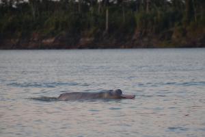 a hippopotamus swimming in a body of water at Lodge Jungle Wolf Expeditions in Yucuruche