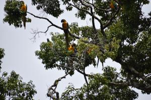 two birds perched on top of a tree at Lodge Jungle Wolf Expeditions in Yucuruche