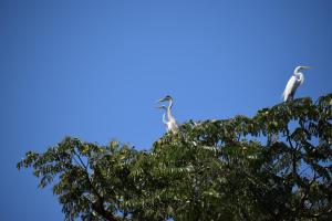 two birds perched on top of a tree at Lodge Jungle Wolf Expeditions in Yucuruche