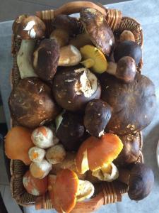 a wicker basket filled with different types of mushrooms at Agriturismo Terra Verde in Rotonda