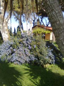 un arbusto con flores púrpuras delante de una casa en Vigna Di Valle, en Bracciano