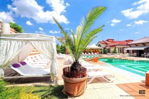 a palm tree in a pot next to a swimming pool at Tsarsko Selo Spa Hotel in Sofia