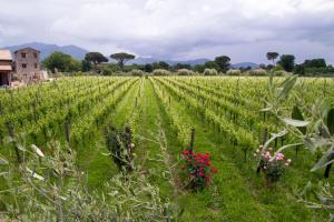 Imagen de la galería de i Cacciagalli Wine Resort, en Teano