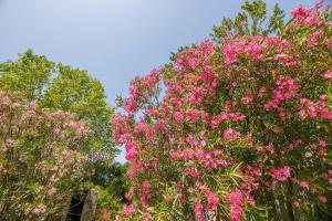 Jardín al aire libre en Appart'Hôtel Bellevue