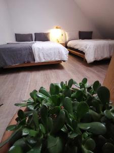 a green plant in a room with two beds at Tia Du Homestay in Da Lat