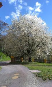 a tree with white flowers in a park at Ferienwohnung Ottmanach Josefhof in Pischeldorf