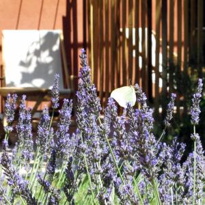 una mariposa blanca sentada encima de las flores púrpuras en Les Pierres Sauvages en Besse-sur-Issole