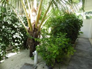 una palmera en medio de unos arbustos en Karaa Village, en Thoddoo