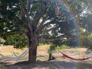 Ein Garten an der Unterkunft Mangoo Glamping