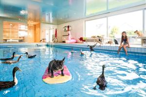 a dog on a surfboard in a swimming pool with ducks at Landhotel Fettehenne in Leverkusen
