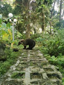 a black bear walking down a stone path at Casa Susen in Montezuma