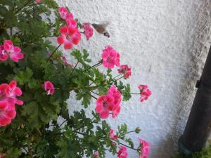 Giardino di Haus Widdersteinblick