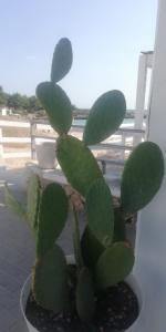 a green cactus in a pot on a balcony at Salenti..amo in Pulsano