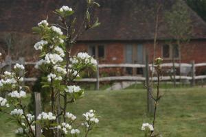 a bush of white flowers in front of a house at Starvegoose Cottage in Goudhurst +3 photos
